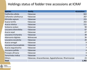 Holdings status of fodder tree accessions at ICRAF
Species Family Accessions
Faidherbia albida Fabaceae 822
Calliandra calothyrsus Fabaceae 267
Gliricidia sepium Fabaceae 215
Acacia tortilis Fabaceae 202
Acacia nilotica Fabaceae 111
Sesbania sesban Fabaceae 90
Leucaena diversifolia Fabaceae 67
Acacia seyal Fabaceae 47
Leucaena trichandra Fabaceae 38
Adansonia digitata Malvaceae 36
Leucaena esculenta Fabaceae 29
Acacia senegal Fabaceae 9
Leucaena leucocephala Fabaceae 7
Acacia angustissima Fabaceae 7
Leucaena pallida Fabaceae 4
Prosopis africana Fabaceae 4
Tamarindus indica Fabaceae 4
Others Fabaceae, Anacardiaceae, Zygophyllaceae, Rhamnaceae 23
Total 1,982
 