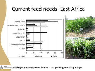 Assessing needs: Forage demands and feed gaps from dairy and dual purpose value chains
