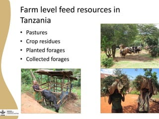Assessing needs: Forage demands and feed gaps from dairy and dual purpose value chains