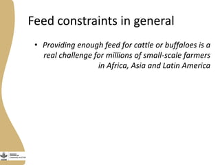 Assessing needs: Forage demands and feed gaps from dairy and dual purpose value chains