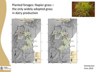 Assessing needs: Forage demands and feed gaps from dairy and dual purpose value chains