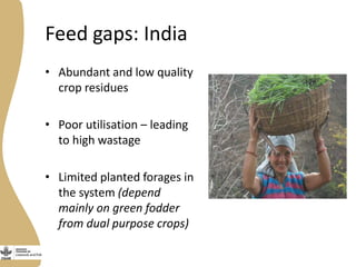 Assessing needs: Forage demands and feed gaps from dairy and dual purpose value chains