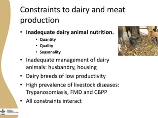 Assessing needs: Forage demands and feed gaps from dairy and dual purpose value chains