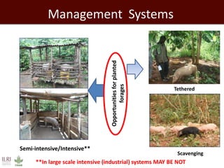 Management Systems
Semi-intensive/Intensive**
Tethered
Scavenging
Opportunitiesforplanted
forages
**In large scale intensive (industrial) systems MAY BE NOT
 