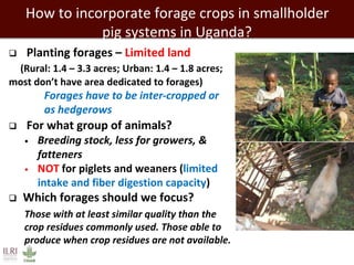 How to incorporate forage crops in smallholder
pig systems in Uganda?
 Planting forages – Limited land
(Rural: 1.4 – 3.3 acres; Urban: 1.4 – 1.8 acres;
most don’t have area dedicated to forages)
Forages have to be inter-cropped or
as hedgerows
 For what group of animals?
• Breeding stock, less for growers, &
fatteners
• NOT for piglets and weaners (limited
intake and fiber digestion capacity)
 Which forages should we focus?
Those with at least similar quality than the
crop residues commonly used. Those able to
produce when crop residues are not available.
 