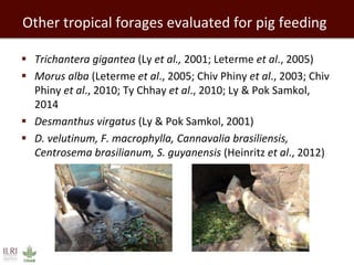 Other tropical forages evaluated for pig feeding
 Trichantera gigantea (Ly et al., 2001; Leterme et al., 2005)
 Morus alba (Leterme et al., 2005; Chiv Phiny et al., 2003; Chiv
Phiny et al., 2010; Ty Chhay et al., 2010; Ly & Pok Samkol,
2014
 Desmanthus virgatus (Ly & Pok Samkol, 2001)
 D. velutinum, F. macrophylla, Cannavalia brasiliensis,
Centrosema brasilianum, S. guyanensis (Heinritz et al., 2012)
 