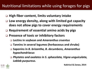 Nutritional limitations while using forages for pigs
 High fiber content, limits voluntary intake
 Low energy density, along with limited gut capacity
does not allow pigs to cover energy requirements
 Requirement of essential amino acids by pigs
 Presence of toxic or inhibitory factors
 Lectins in soybean and Amaranthus cruentus
 Tannins in several legumes (herbaceous and shrubs)
 Saponins in B. brizantha, B. decumbens, Amaranthus
hypochondriacus
 Phytates and oxalates in S. sphacelata, Vigna unguiculata,
Lablab purpureus.
Kabirizzi & Zzewa, 2014
 