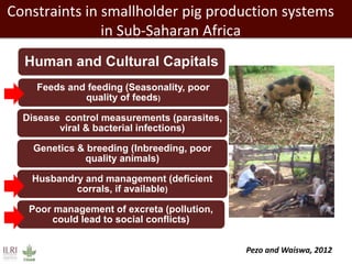 Forage needs in pig value chains: The Ugandan case