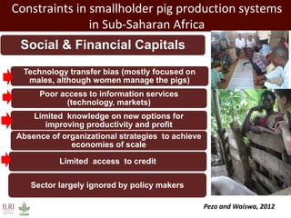 Forage needs in pig value chains: The Ugandan case