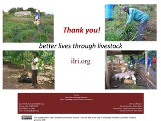 Forage needs in pig value chains: The Ugandan case