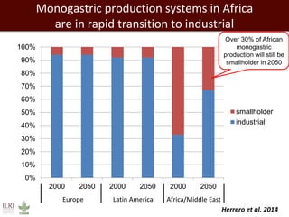 Forage needs in pig value chains: The Ugandan case