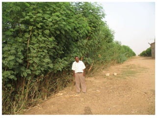 Forages and the gradual shift towards more intensive management