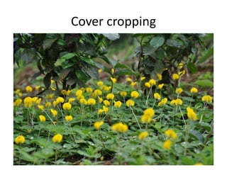 Forages and the gradual shift towards more intensive management