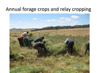 Forages and the gradual shift towards more intensive management