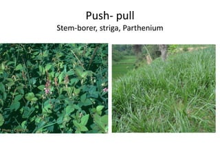 Forages and the gradual shift towards more intensive management