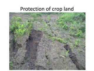 Forages and the gradual shift towards more intensive management