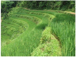 Forages and the gradual shift towards more intensive management