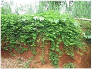 Forages and the gradual shift towards more intensive management