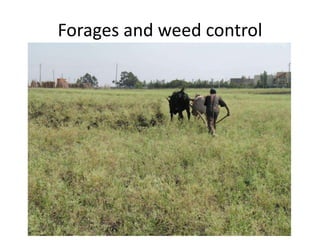 Forages and the gradual shift towards more intensive management