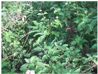 Forages and the gradual shift towards more intensive management