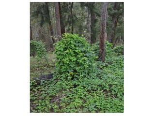 Forages and the gradual shift towards more intensive management