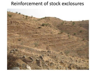 Forages and the gradual shift towards more intensive management