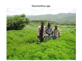 Forages and the gradual shift towards more intensive management