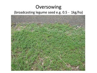 Forages and the gradual shift towards more intensive management