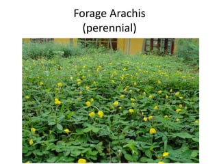 Forages and the gradual shift towards more intensive management