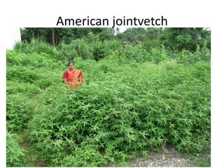 Forages and the gradual shift towards more intensive management