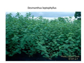 Forages and the gradual shift towards more intensive management