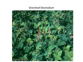 Forages and the gradual shift towards more intensive management