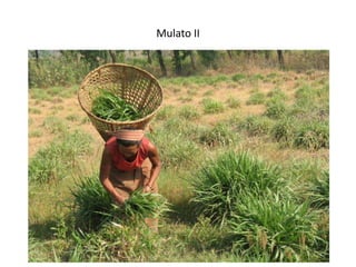 Forages and the gradual shift towards more intensive management