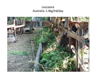 Forages and the gradual shift towards more intensive management