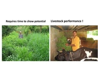 Forages and the gradual shift towards more intensive management