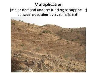 Forages and the gradual shift towards more intensive management