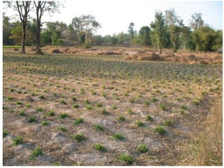 Forages and the gradual shift towards more intensive management