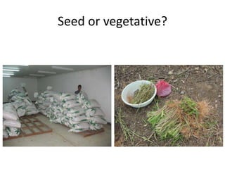 Forages and the gradual shift towards more intensive management