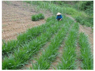 Forages and the gradual shift towards more intensive management