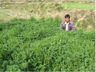 Forages and the gradual shift towards more intensive management