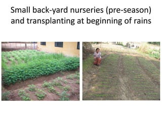 Forages and the gradual shift towards more intensive management