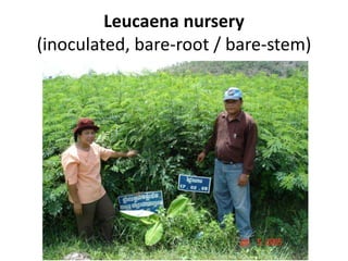 Forages and the gradual shift towards more intensive management