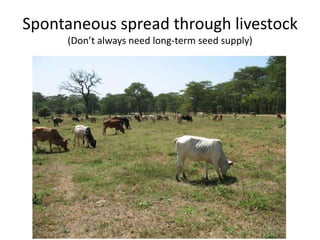 Forages and the gradual shift towards more intensive management