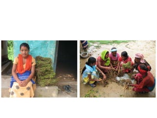 Forages and the gradual shift towards more intensive management