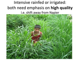 Forages and the gradual shift towards more intensive management