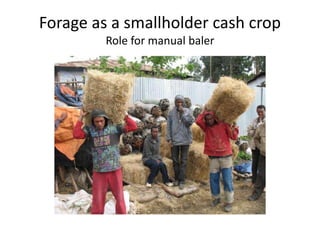 Forages and the gradual shift towards more intensive management