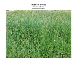 Paspalum nicorae
Infertile acid soils
High seed production
 