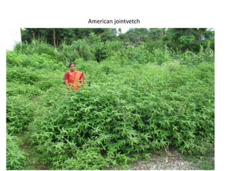 American jointvetch
 