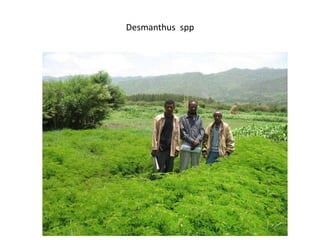 Desmanthus spp
 
