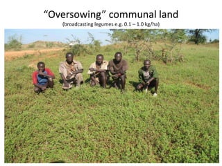 “Oversowing” communal land
(broadcasting legumes e.g. 0.1 – 1.0 kg/ha)
 